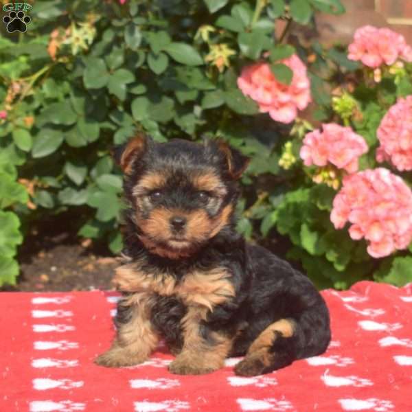 Kiwi, Yorkie Puppy