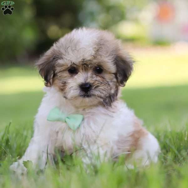 Knox, Shih-Poo Puppy