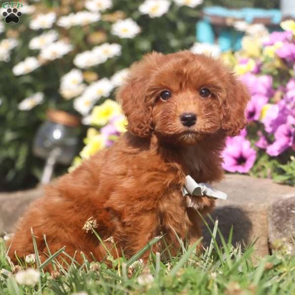 Kobe, Cavapoo Puppy