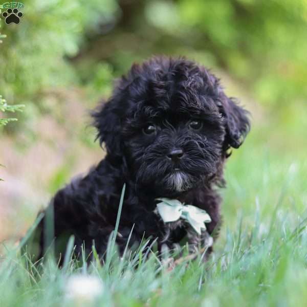 Koby, Shih-Poo Puppy