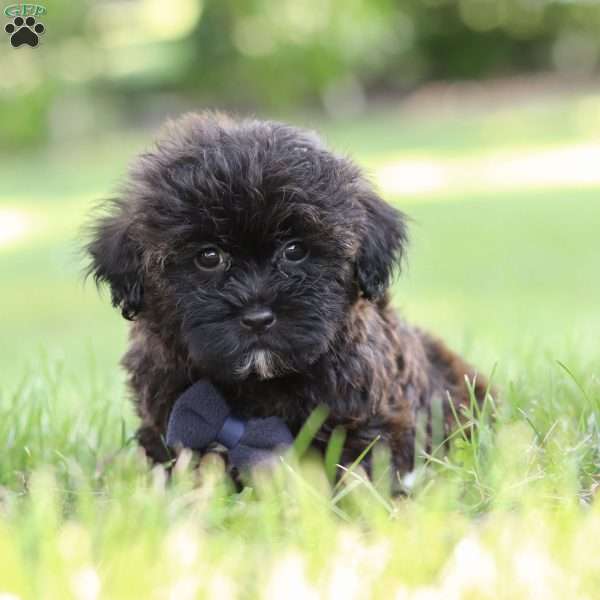 Koda, Shih-Poo Puppy