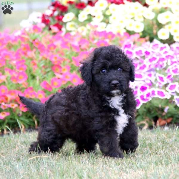 Kody, Mini Aussiedoodle Puppy