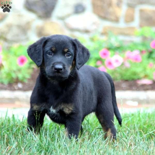 Kody, Black Labrador Retriever Puppy