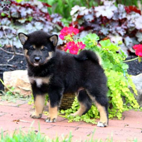 Kody, Shiba Inu Puppy