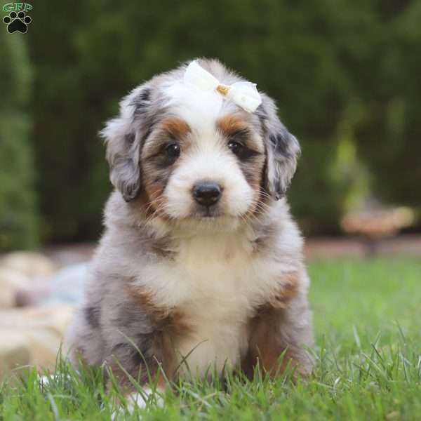 Koko, Bernedoodle Puppy