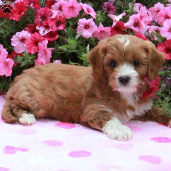 Kolby, Cavapoo Puppy