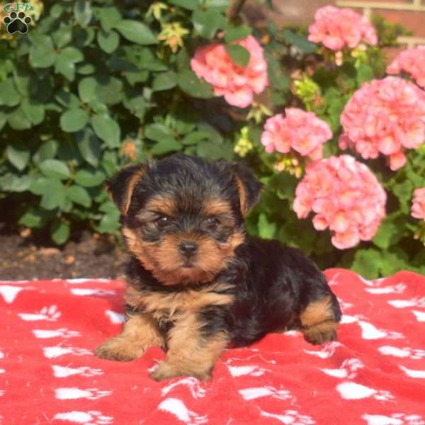 Kolby, Yorkie Puppy