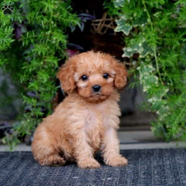 Kolby, Cavapoo Puppy