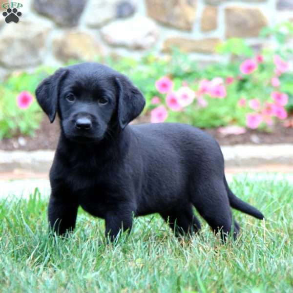 Kolton, Black Labrador Retriever Puppy