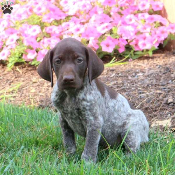 Kooper, German Shorthaired Pointer Puppy