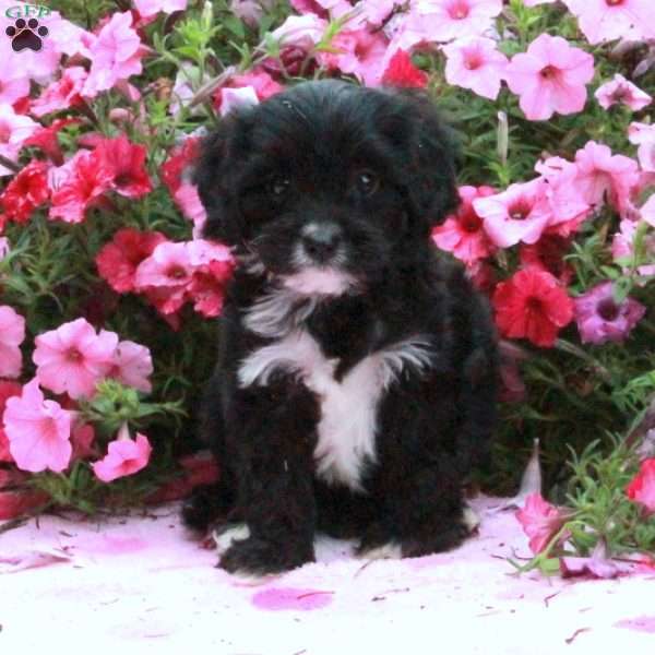 Kostis, Cavapoo Puppy