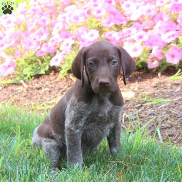 Krissy, German Shorthaired Pointer Puppy