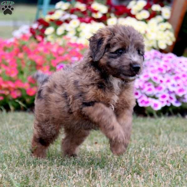 Krissy, Mini Aussiedoodle Puppy