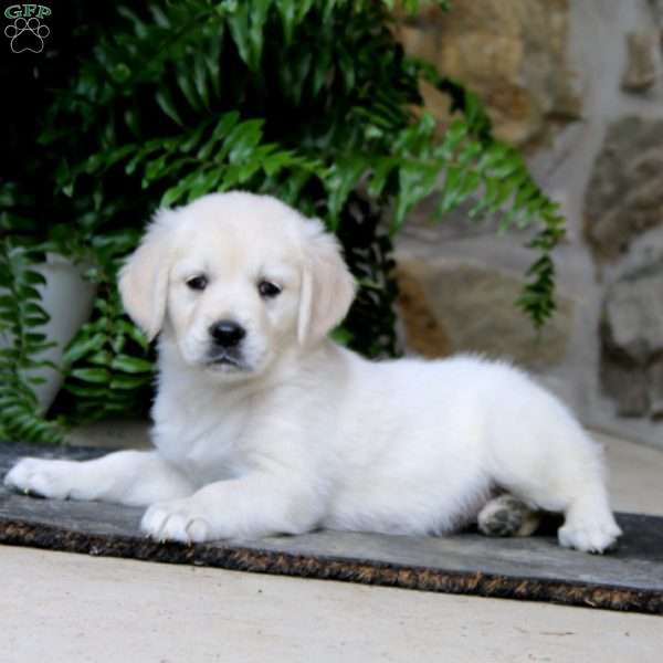 Krissy, Golden Retriever Puppy