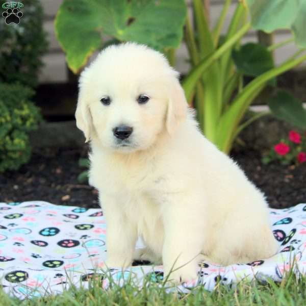 Kristopher, English Cream Golden Retriever Puppy