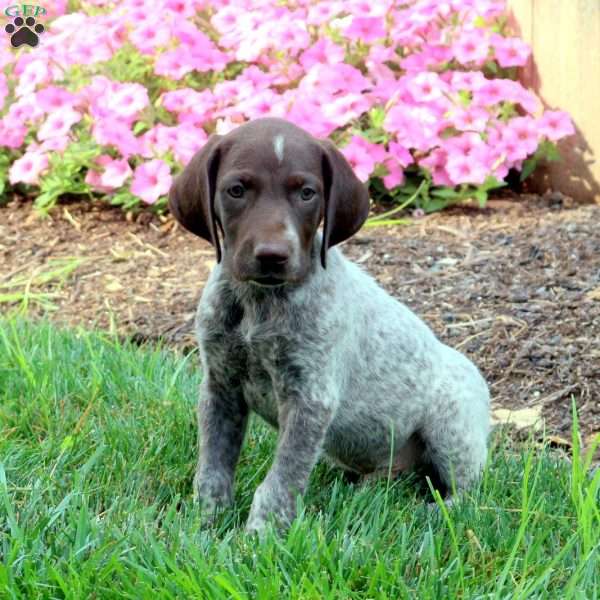 Kujo, German Shorthaired Pointer Puppy