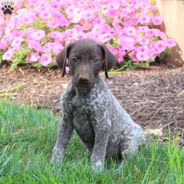 Kurt, German Shorthaired Pointer Puppy