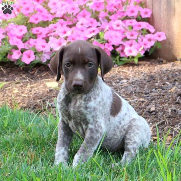 Kyle, German Shorthaired Pointer Puppy