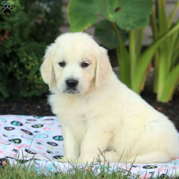 Kyle, English Cream Golden Retriever Puppy