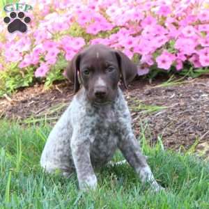 Kyle, German Shorthaired Pointer Puppy