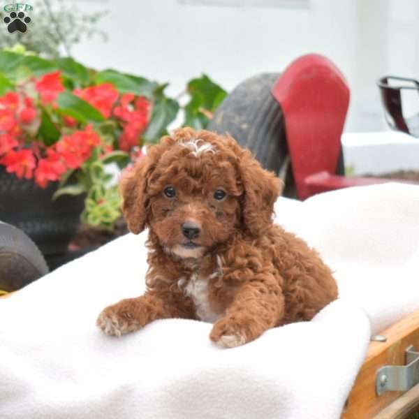 Kyle-F1B, Cavapoo Puppy