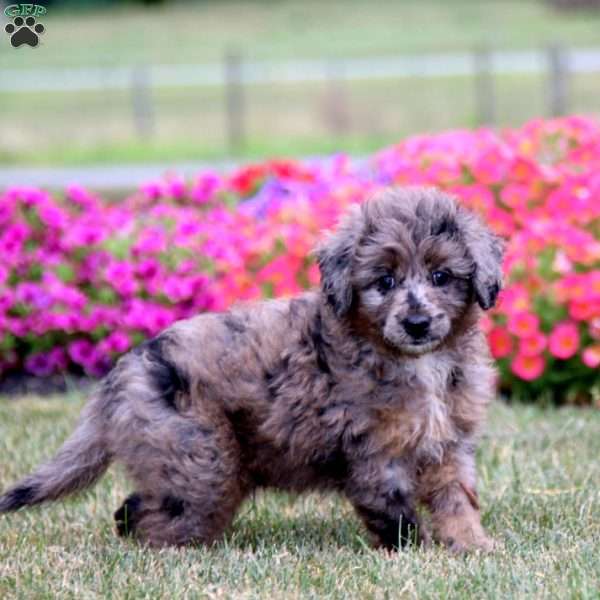 Kyle, Mini Aussiedoodle Puppy