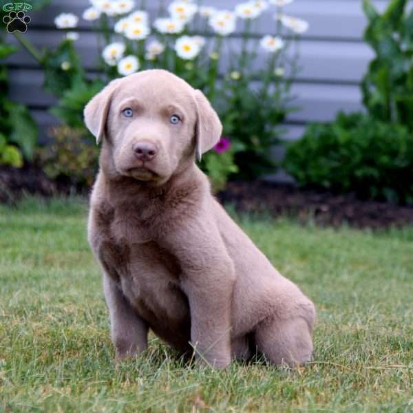 Kyle, Silver Labrador Retriever Puppy