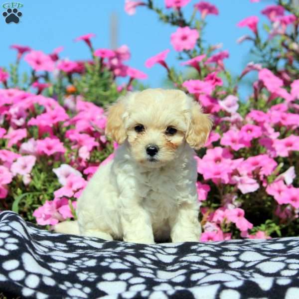 Kylie, Maltipoo Puppy