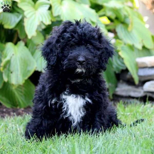 Lacey, Portuguese Water Dog Puppy