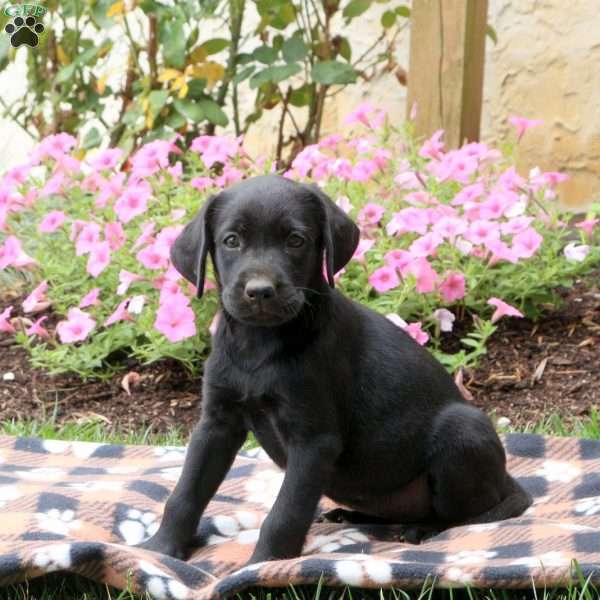 Lacey, Black Labrador Retriever Puppy