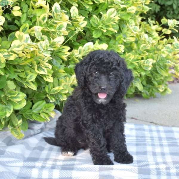 Lacy, Miniature Poodle Puppy