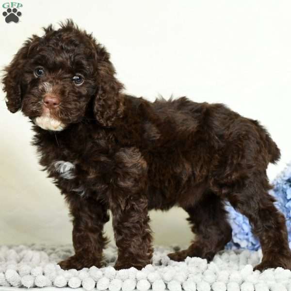 Lacy, Cavapoo Puppy