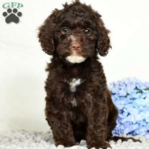 Lacy, Cavapoo Puppy