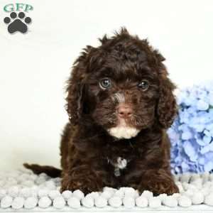 Lacy, Cavapoo Puppy