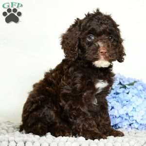 Lacy, Cavapoo Puppy