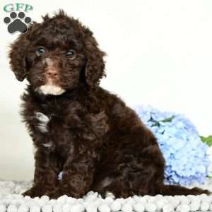 Lacy, Cavapoo Puppy