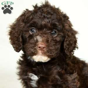 Lacy, Cavapoo Puppy