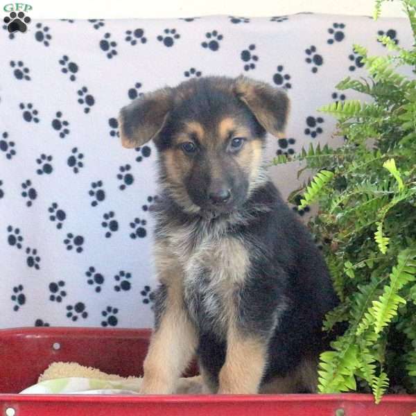 Lady, German Shepherd Puppy