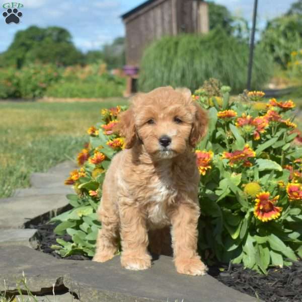 Lady, Mini Goldendoodle Puppy