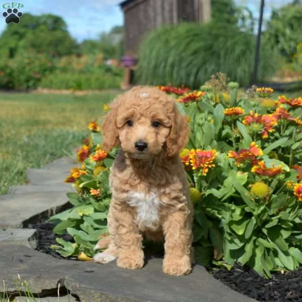 Laila, Mini Goldendoodle Puppy