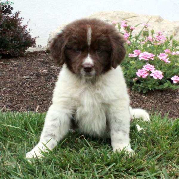 Lana, Newfoundland Puppy