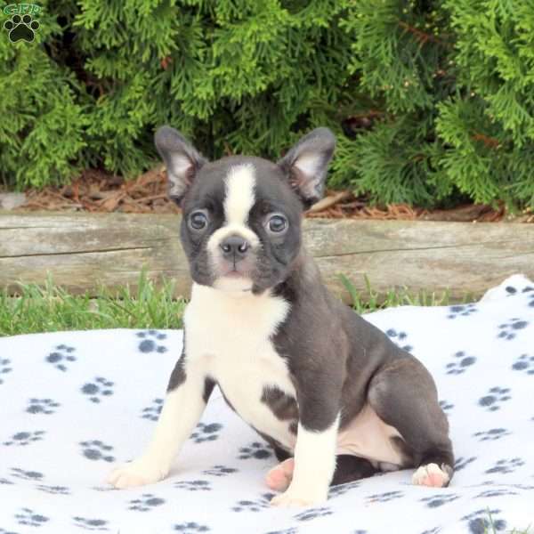 Lana, Boston Terrier Puppy