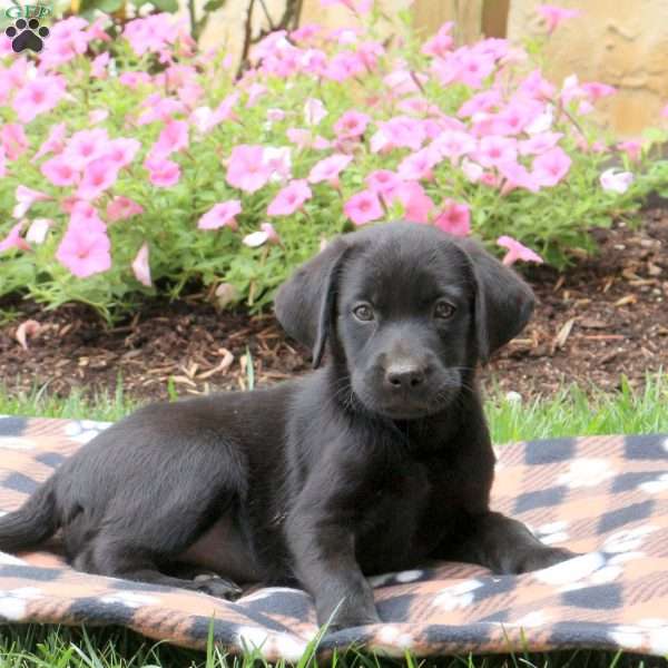 Lana, Black Labrador Retriever Puppy