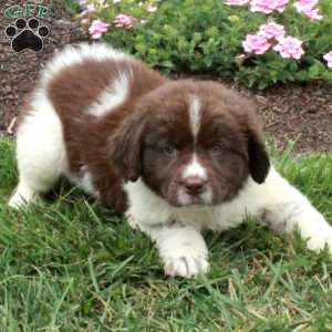 Lana, Newfoundland Puppy