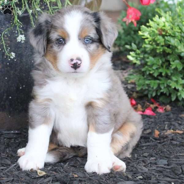 Lance, Miniature Australian Shepherd Puppy