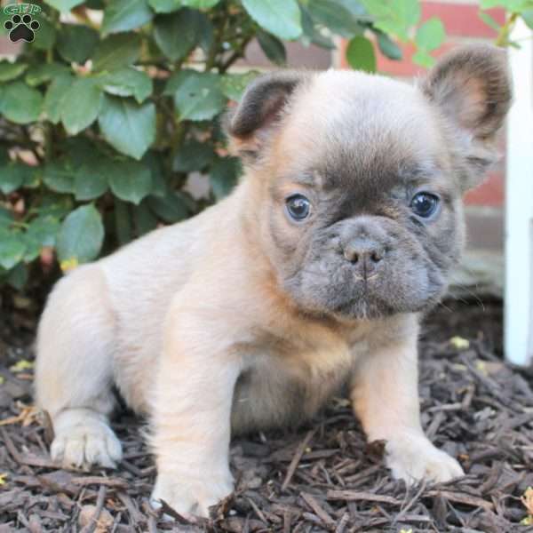 Lance, French Bulldog Puppy