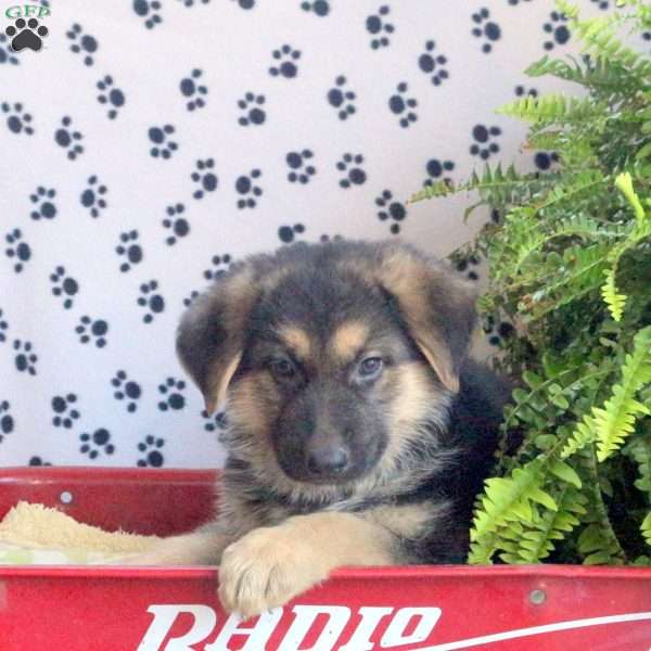 Landon, German Shepherd Puppy