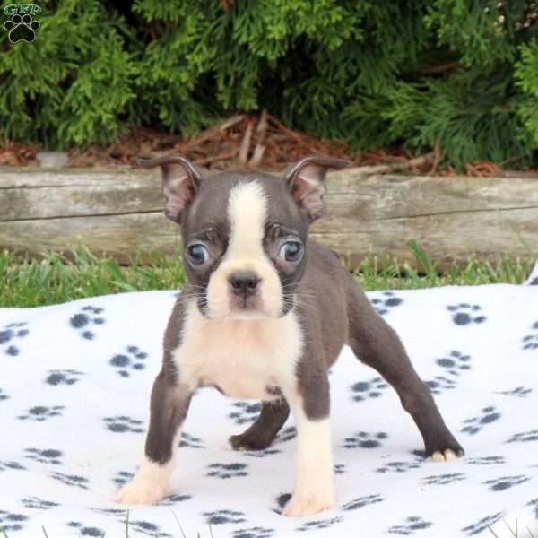 Landon, Boston Terrier Puppy