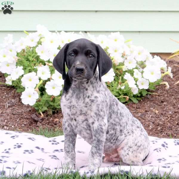 Landon, German Shorthaired Pointer Puppy