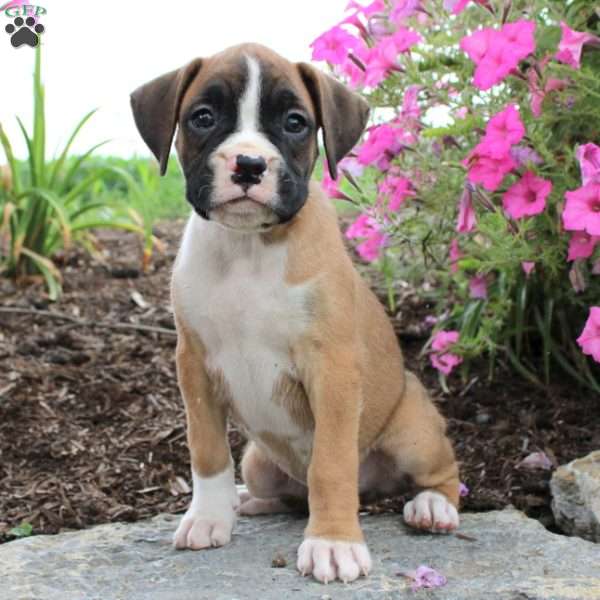 Larry, Boxer Puppy